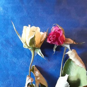 Meet your Posher, Cecelia